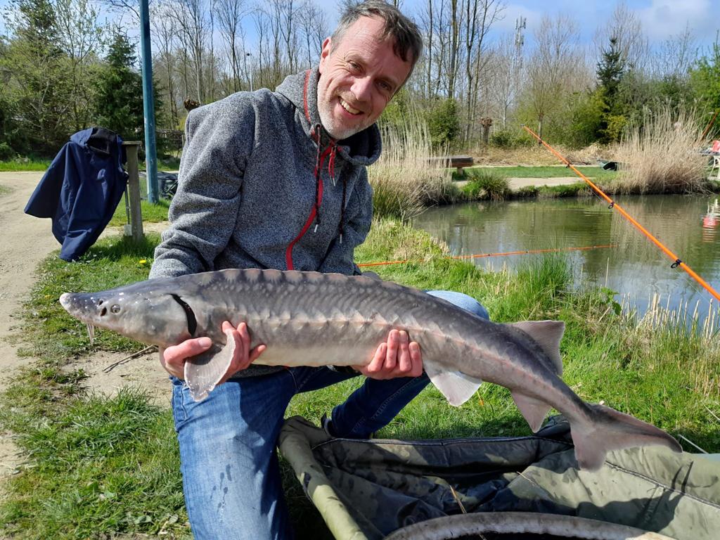 vis-maatje steur foto